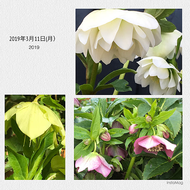 20rose_mamiさんの実例写真