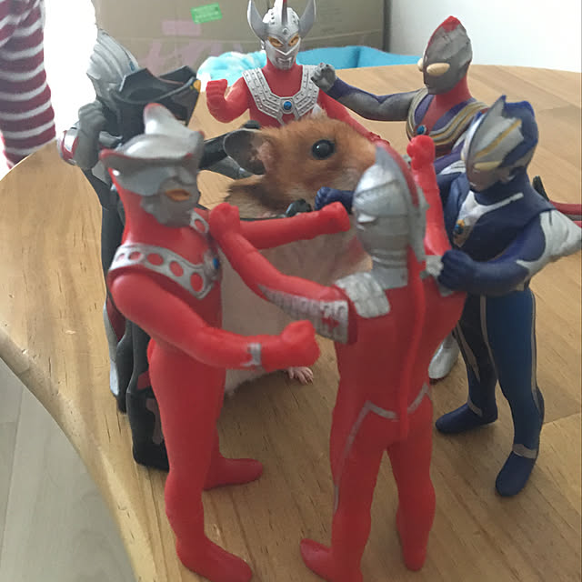 ohanaさんの実例写真