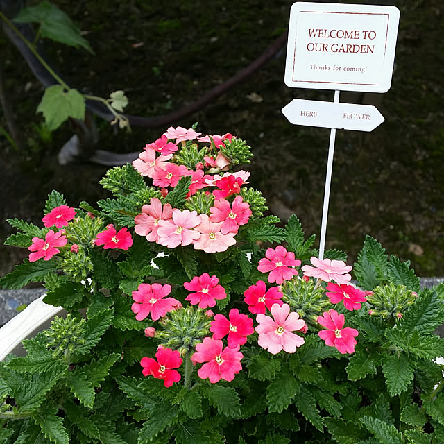 玄関/入り口/小さな庭/小さな幸せ♡/花/植物...などのインテリア実例 - 2018-06-24 23:16:31