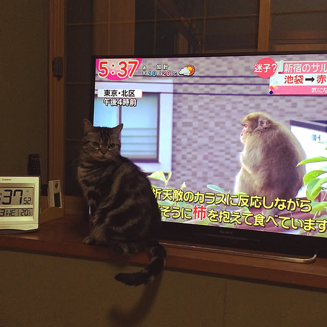 richanさんの実例写真