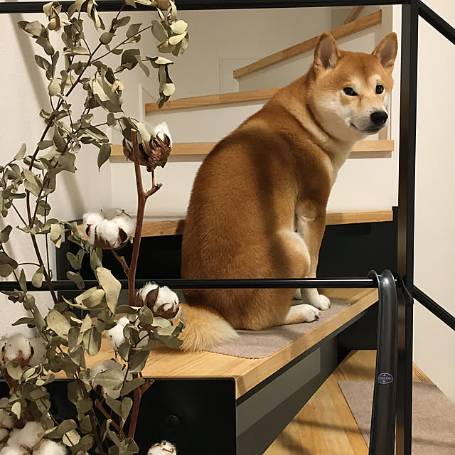 diez_taraさんの実例写真