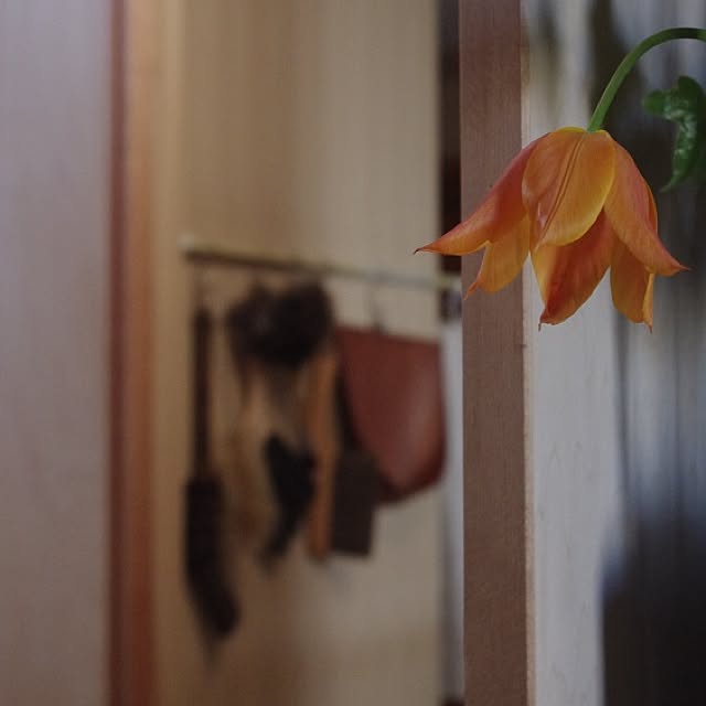 sugomoliさんの実例写真