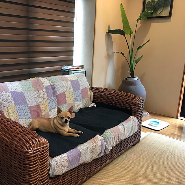 ニトリ/部屋全体のインテリア実例 - 2019-07-12 11:08:23