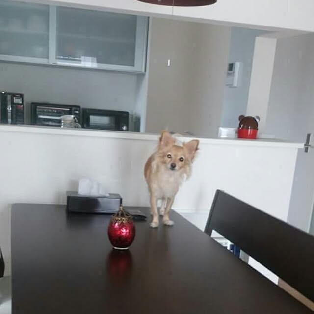 pokitantanさんの実例写真