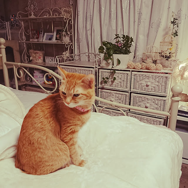 asuminさんの実例写真
