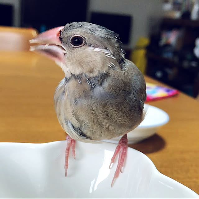 H-iroyaさんの実例写真