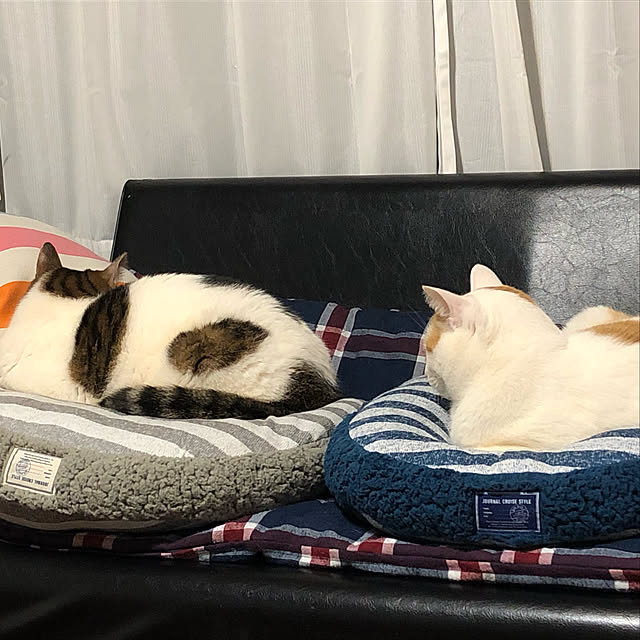 arayanさんの実例写真