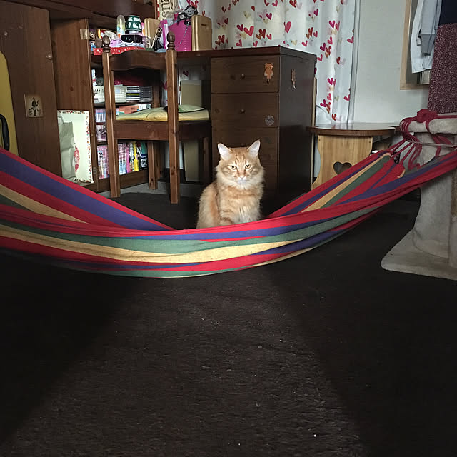 maruさんの実例写真