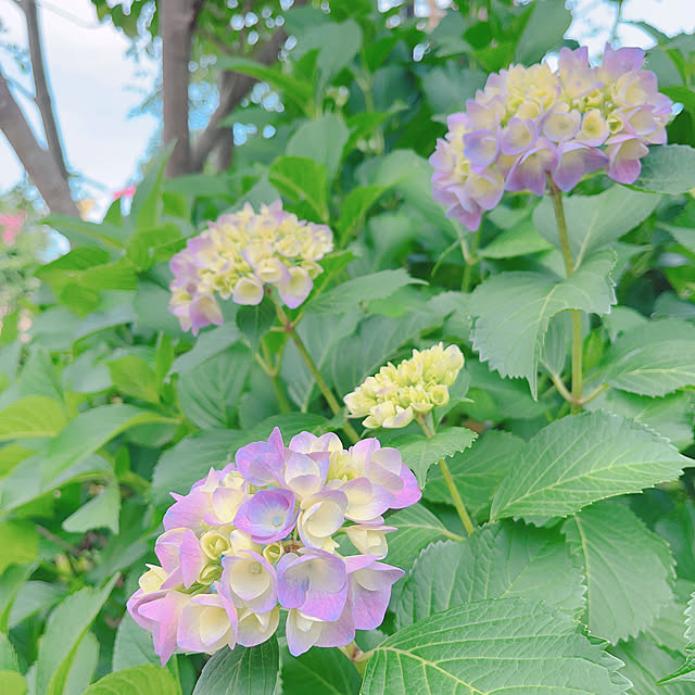 Llatte-usaさんの実例写真