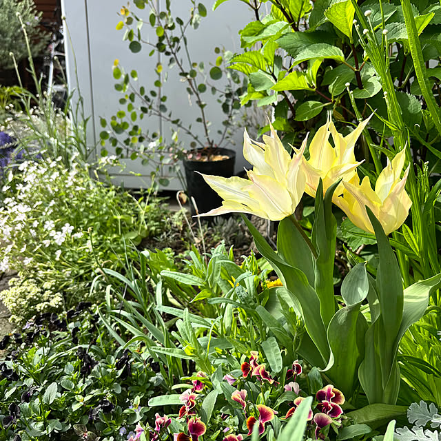 kyoko1124koさんの実例写真