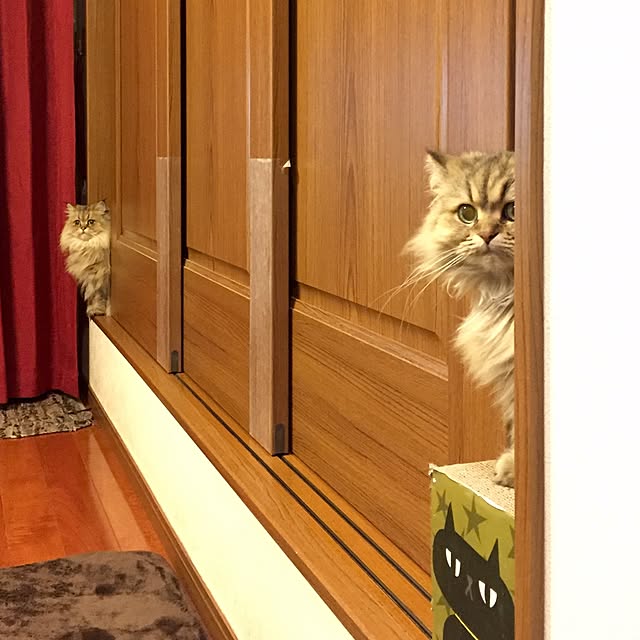 butachanさんの実例写真