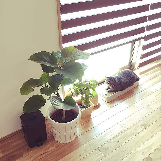 momi_momieさんの実例写真