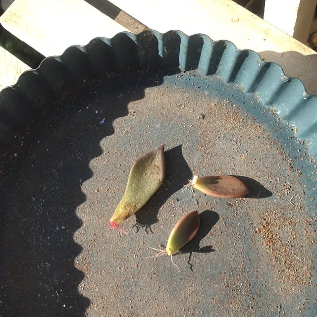 edenさんの実例写真