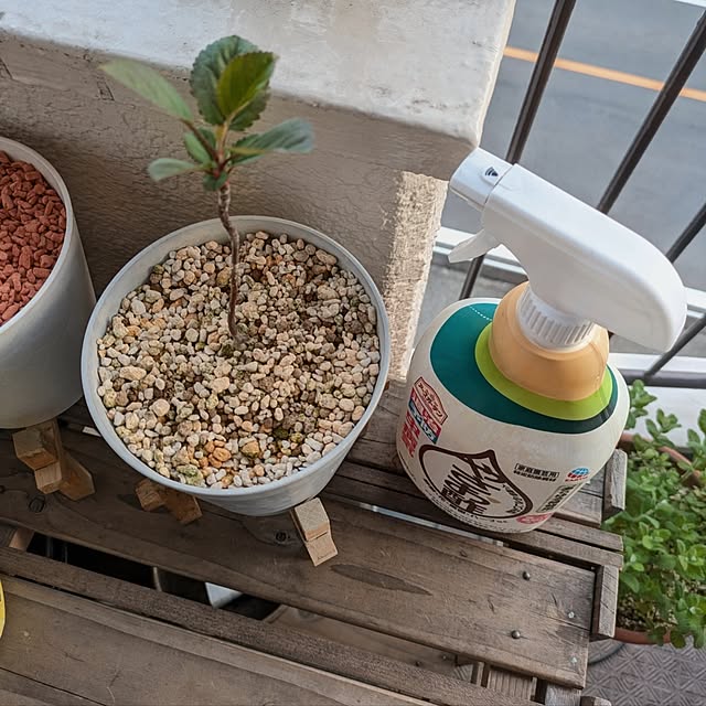 mi-saさんの部屋