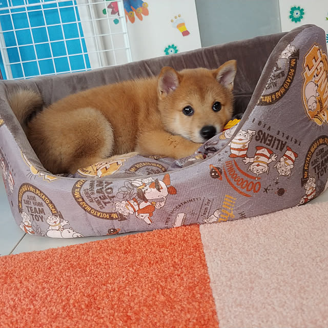 tsurukochaanさんの実例写真