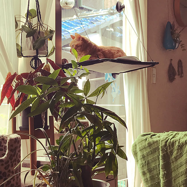 kou-kitiのGUUSII HOME-猫窓用ハンモック 猫窓ベッド 窓ハンモック 猫窓ベッド 吸盤式 ペットベッド 吊りハンモック ねこ ネコ キャットハンモック キャットマット 窓際マット 通気メッシュ 日光浴 ウィンドウベッド 洗える 猫用 耐荷重約23KG ストレス解消 組立簡単 日本語説明書付き 90日保証 62x33cm グレー フランネルの家具・インテリア写真