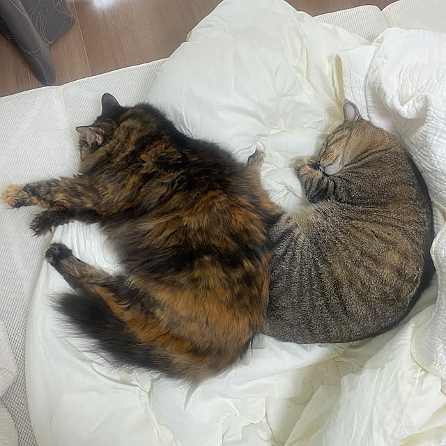 mikomaruさんの実例写真