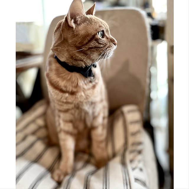ataさんの実例写真