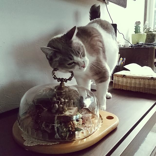 koyutan-mjmさんの部屋
