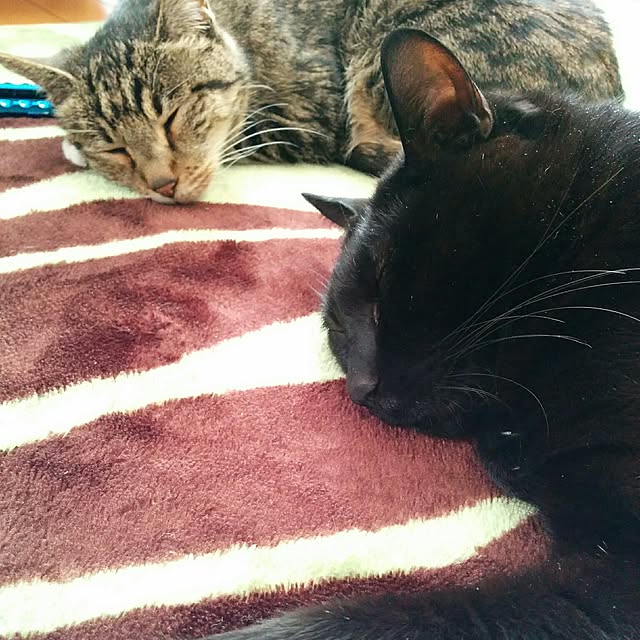 mametarouさんの実例写真