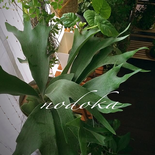 nodokaさんの実例写真