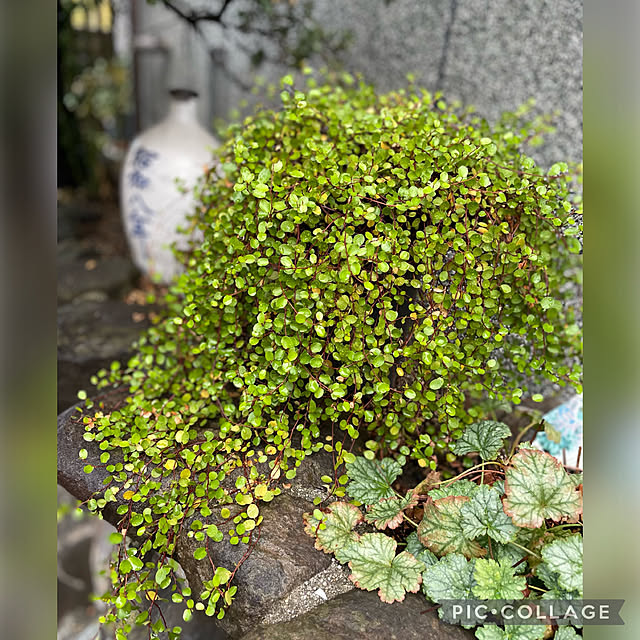 buchiさんの実例写真