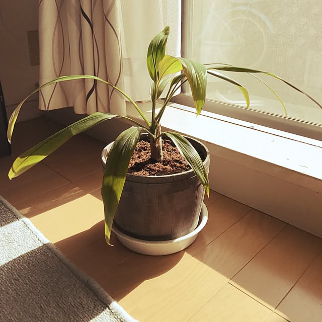 hitoyanさんの実例写真