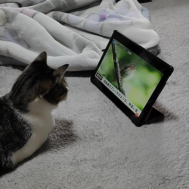 teruminさんの実例写真