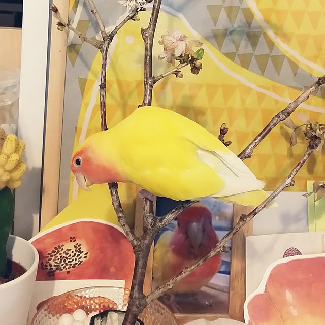 m-kinocoさんの実例写真