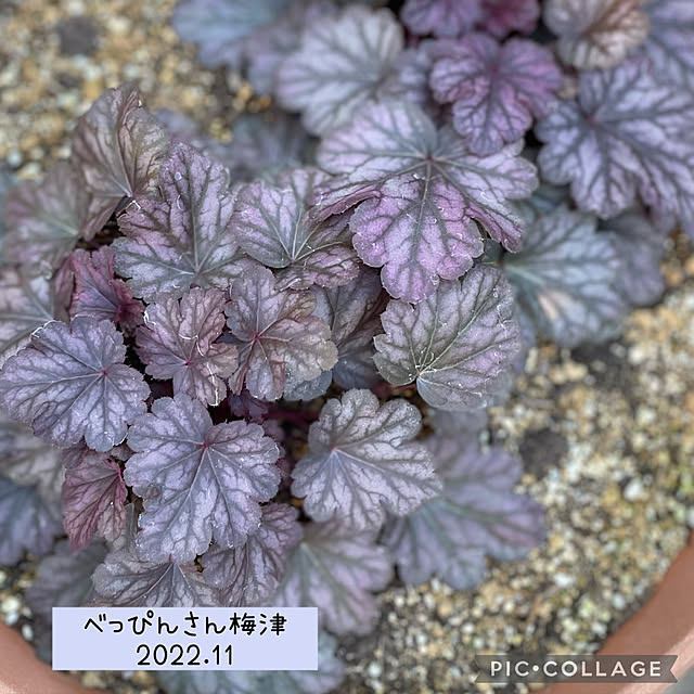 buchiさんの実例写真