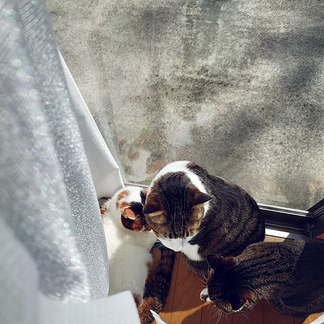 nachiさんの実例写真