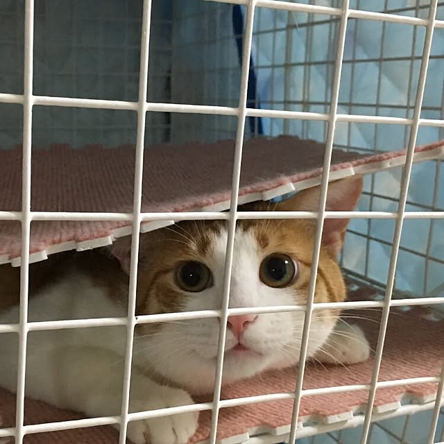 kaihazuさんの実例写真