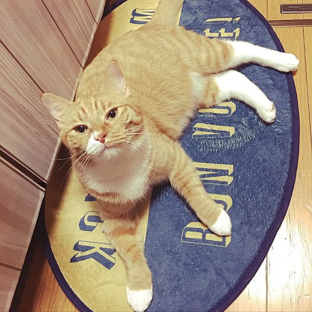 CATさんの実例写真