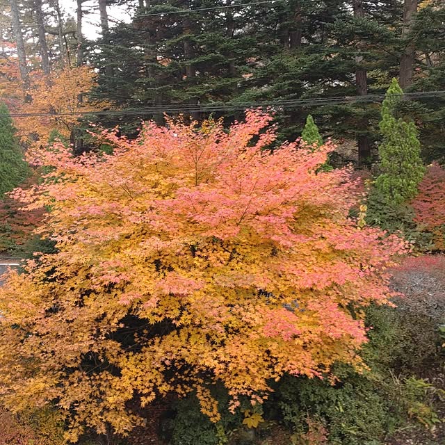 玄関/入り口/紅葉があるわが家の風景/庭の木/田舎暮らしのインテリア実例 - 2025-11-09 07:07:08