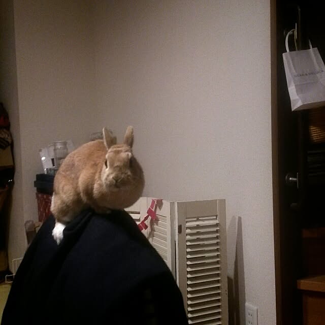acaさんの実例写真