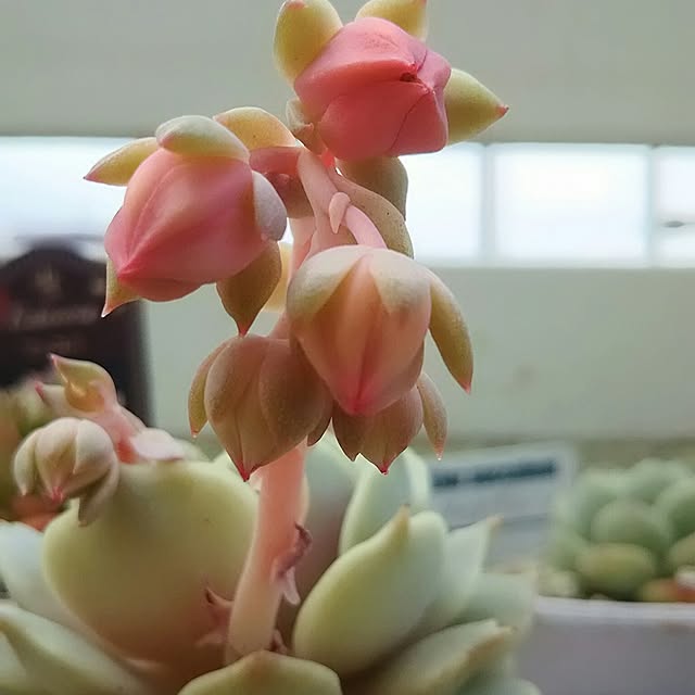 sayaさんの実例写真