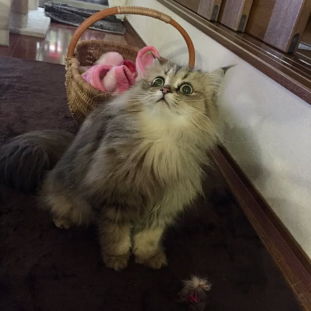 butachanさんの実例写真