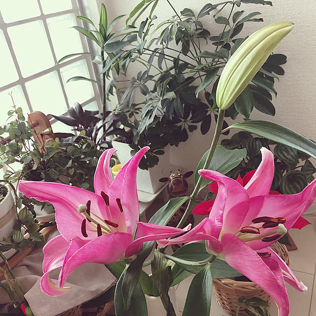 Shinobuさんの実例写真