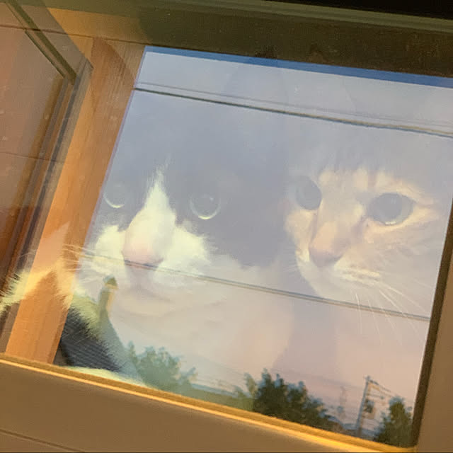 mikeume7さんの実例写真