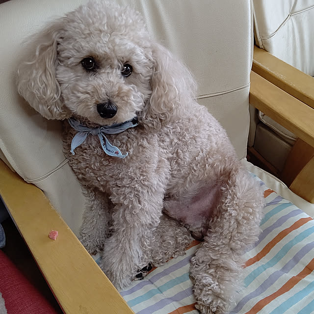 yumirinさんの実例写真