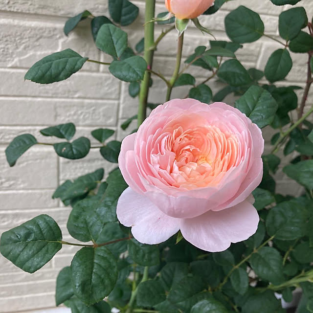 momoさんの実例写真