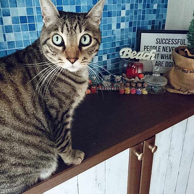 CHIBIさんの実例写真