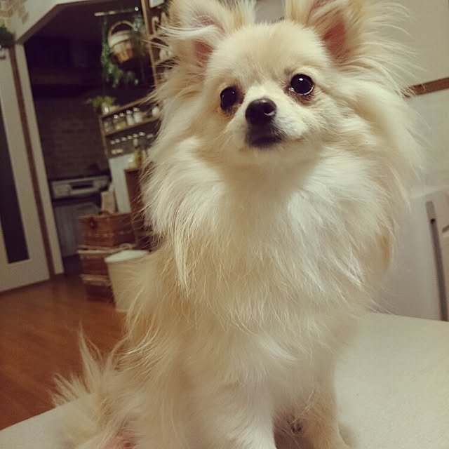 nicoco.さんの実例写真