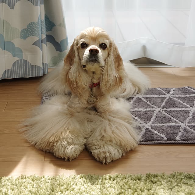 Shooowkoさんの実例写真