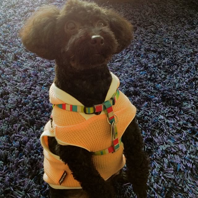 dicekbeetleさんの実例写真