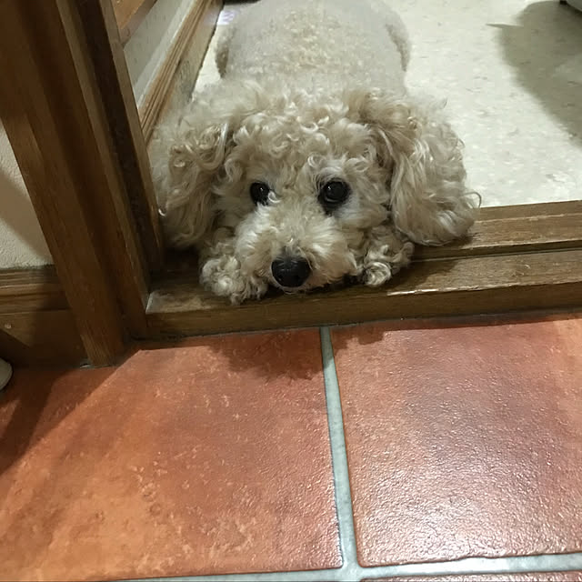 mocomocoyuuさんの実例写真