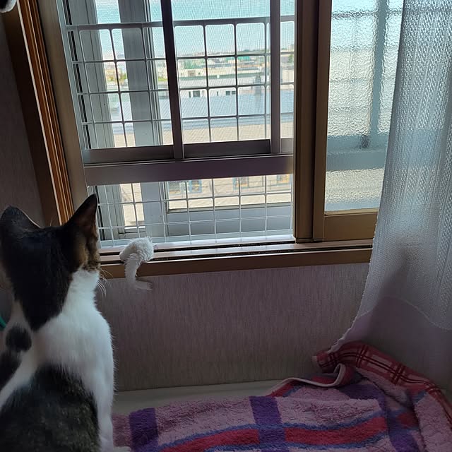 akimameさんの実例写真
