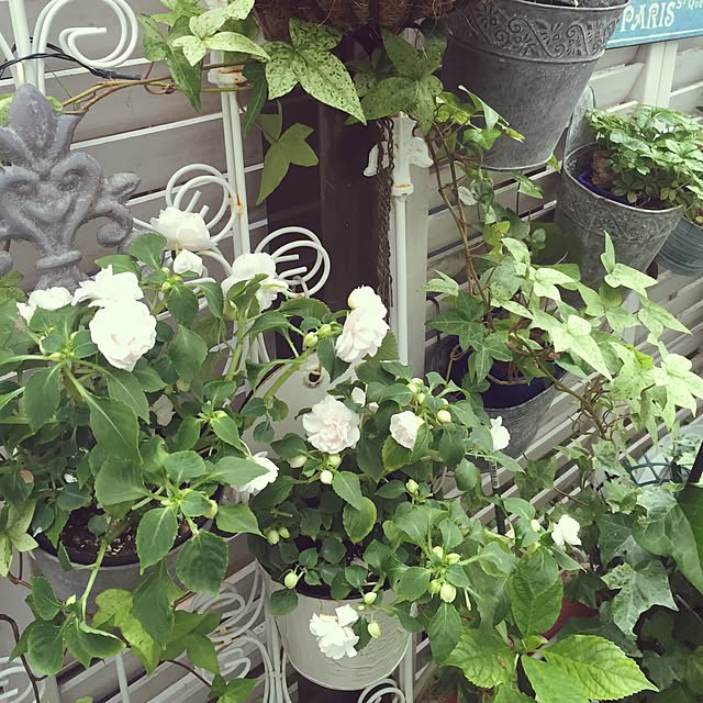 greenroseさんの実例写真