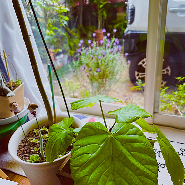 takakoさんの実例写真