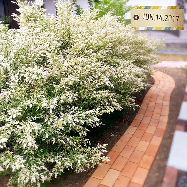enuchiさんの実例写真